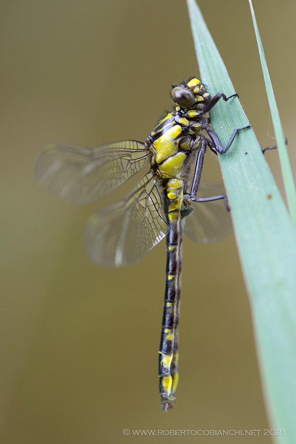 Da determinare: Gomphus vulgatissimus, maschio neosfarfallato